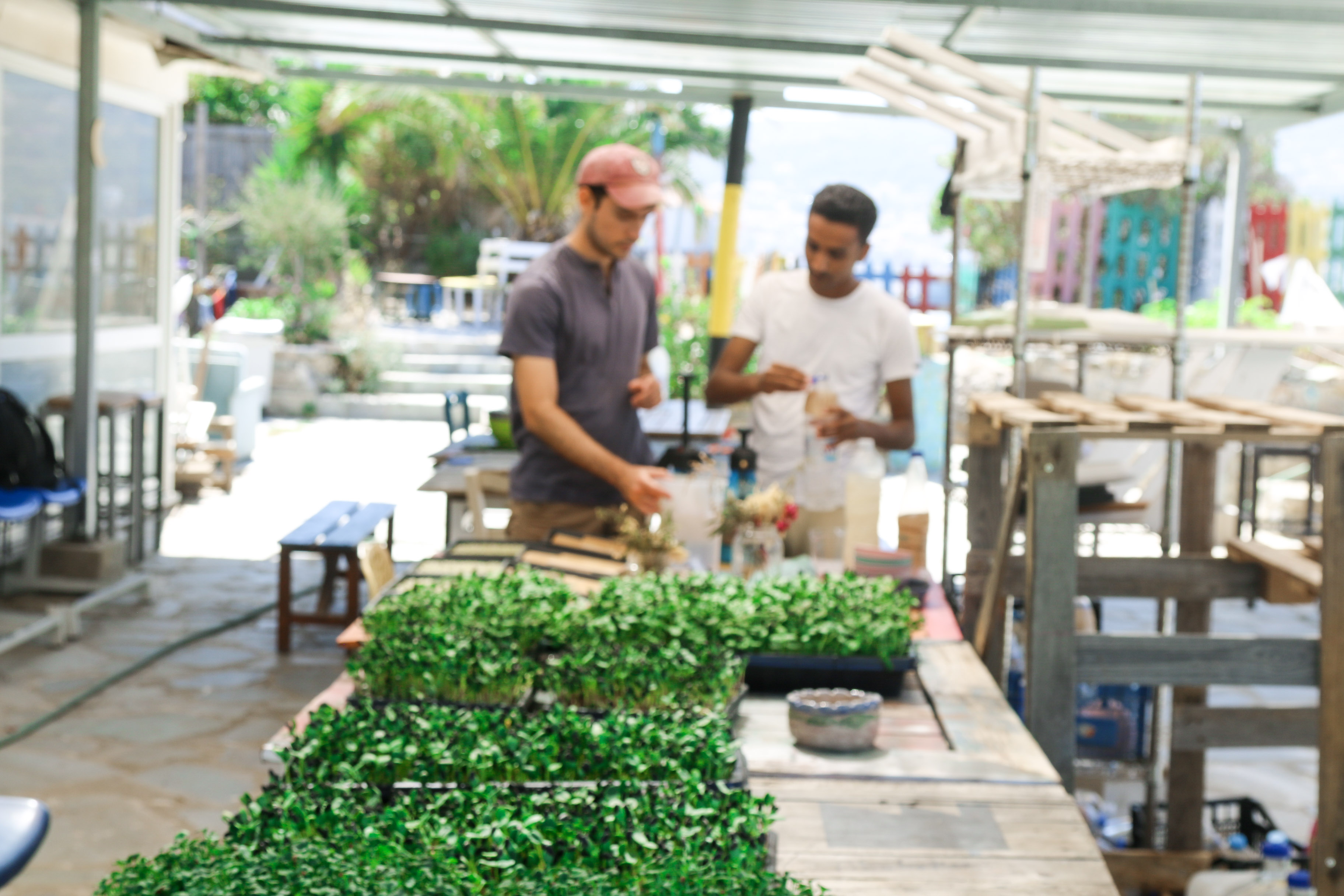 Two people tending trays of microgreens on a bench under an open-sided shelter.
